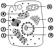 下图是某高等动物细胞亚显微结构示意图.请据图回答: (1)与大肠杆菌细胞比较.该细胞具有而大肠杆菌细胞没有的结构包括 ,大肠杆菌和该细胞共有的结构包括图中的 和 .大肠