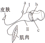 如图表示缩手反射的反射弧,a,b,c代表反射弧中的三种.