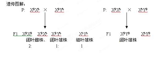 y染色体能遗传,而x染色体不能遗传,推测x染色体上b基因在雄配子中致死