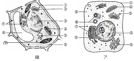 下图为生物膜的流动镶嵌模型及物质跨膜运输示意图,其中离子通道是一