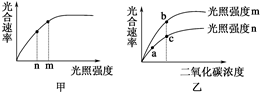 下图甲表示a植物光合速率受光照强度影响的变化曲线.