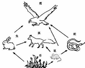 某草原生态系统的食物网如图所示.