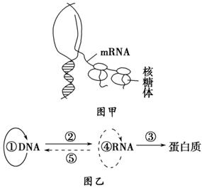 红霉素影响核糖体在mrna上的移动,故影响翻译过程  c.