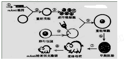 转入猪成纤维细胞,做成转基因克隆猪的培育过程示意图,请据图回答