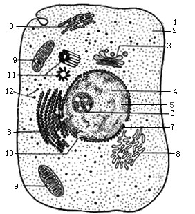 2.在电子显微镜下.颤藻和水绵细胞中都能被观