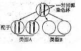 如图表示人体细胞中某对同源染色体不正常分离的情况.