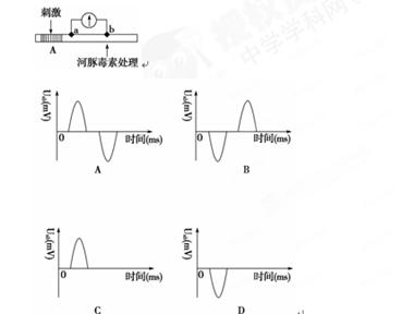 高中生物 题目详情  河豚毒素是一种强力的神经毒素,目前并没有有效的