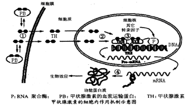 请分析回答相关问题(1)下图为甲状腺激素作用机制图解.由图推测.