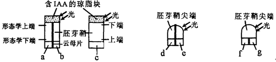 假设图中两个含生长素(iaa)的琼脂块都和一个胚芽鞘尖端所产生的生长