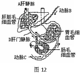 (16分)图12为人体的肝脏,胃,部分小肠及相关的血液循环示意图.