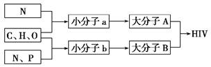 如图表示生物体内两种重要化合物的化学组成关系,相关叙述正确的是