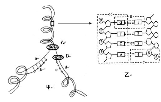 下列甲图中dna分子有a和d两条链,将甲图中某一片段放大后如乙图所示