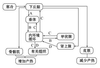 如图是人体体温调节部分结构模式图,请回答有关问题.