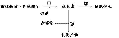 植物激素中的赤霉素与生长素都能促进茎杆伸长两者促进植物生长及关系