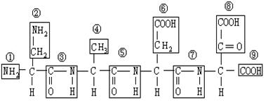 ⑦的形成与r基无关 c.该多肽链游离的羧基多于氨基 d.