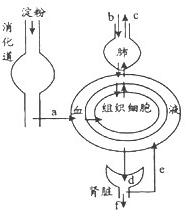 如图表示淀粉的消化终产物a进入血液和组织细胞的过程及部分相关代谢