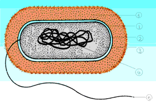 (1)如图是一个典型的细菌结构示意图.写出各部分的名称