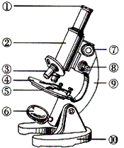 微镜结构图.根据此图回答:(1)使用显微镜对光的