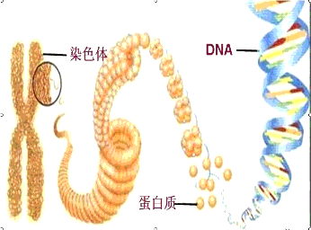 染色体包括________和________.