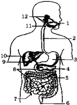 如图为人体消化系统模式图,其中消化食物和吸收营养物质的主要器官是