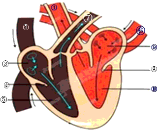 根据下列心脏结构示意图,回答问题