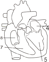 如图是心脏解剖图,读图完成填空