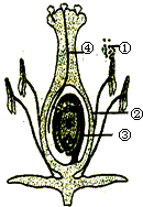 如图是一朵花的主要部分以及传粉后的变化情况示意图,请仔细观察后