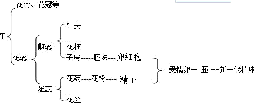 在植物的花里与有性生殖有关的结构是