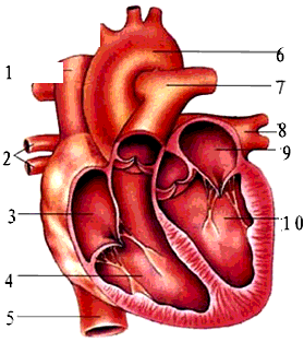 如图是心脏模式图,请你在图中填出它的各部分结构名称(填九个即可)