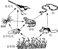 (2)该食物网中共有________条食物链.