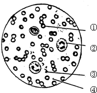 如图是血涂片在显微镜下的一个视野图.(用图中符号回答)