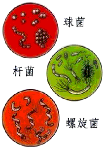 细菌的三种基本形态是