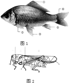 (1)图1是鲫鱼的外型图,请你填写几种鳍的 名称