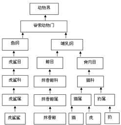 初中生物 题目详情 (1)上述动物中,________与虎的亲缘关系最近