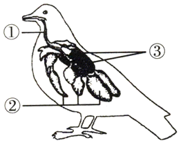 如面是家鸽的呼吸系统示意图,请据图回答下列问题