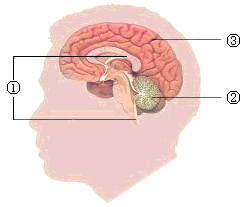 如图是大脑的纵剖面图.请根据图回答问题:(1)①是 .由 个半球组成.是调节人体生命活动的 .(2)②是 .它的主要功能是维持身体的 .使运动更加 .(3)③是 .它具有调节人体 的中枢. 题目和参考答案