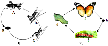 如图是两种昆虫的发育过程.请据图回答