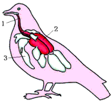 如图是家鸽体内气囊的分布示意图,请分析回答
