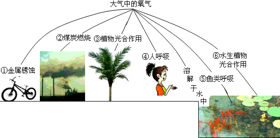 下图是自然界中氧的部分循环示意图.