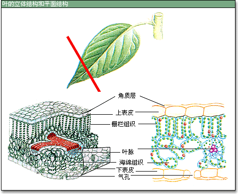 (2)上下表皮:它们是分布在叶片上下表面的一层排列紧密的细胞,具有