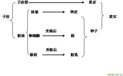 一个饱满的花生果实有两粒种子则此花生果实的形成至少需要子房胚珠