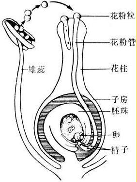 柱头→花柱→子房→珠被