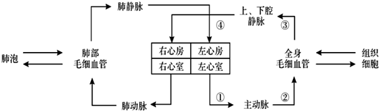 3.下面是人体血液循环示意图,请根据图回答:(8分)