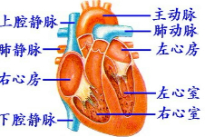 心脏分为四个腔图中①和②所指的腔分别是