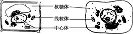 2.(2012重庆理综,1,6分)下列细胞亚显微结构示意图,正确的是( )