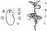 (1)图示大豆的种子和幼苗,图乙中a所示的结构是由图甲中标号