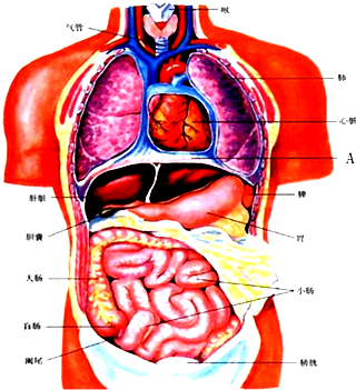 如图为人体内器官示意图.据图回答下列问题(1)图中A指膈膈.它将人体的体腔分为了胸腔胸腔和腹腔腹腔两部分.(2)图中.胃.大肠.小肠.盲肠属于消化消化系统.(3)人体的结构层次是:细胞→组织组织→器官器官→系统系统→人体. 题目和参考答案-