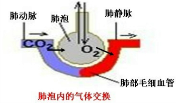 如图是肺泡内气体交换示意图,回答下列问题.