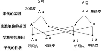 如图是某家族的遗传图谱已知控制双眼皮的基因a为显性控制单眼皮的