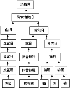 观察下面的动物分类系统图解,回答下列问题